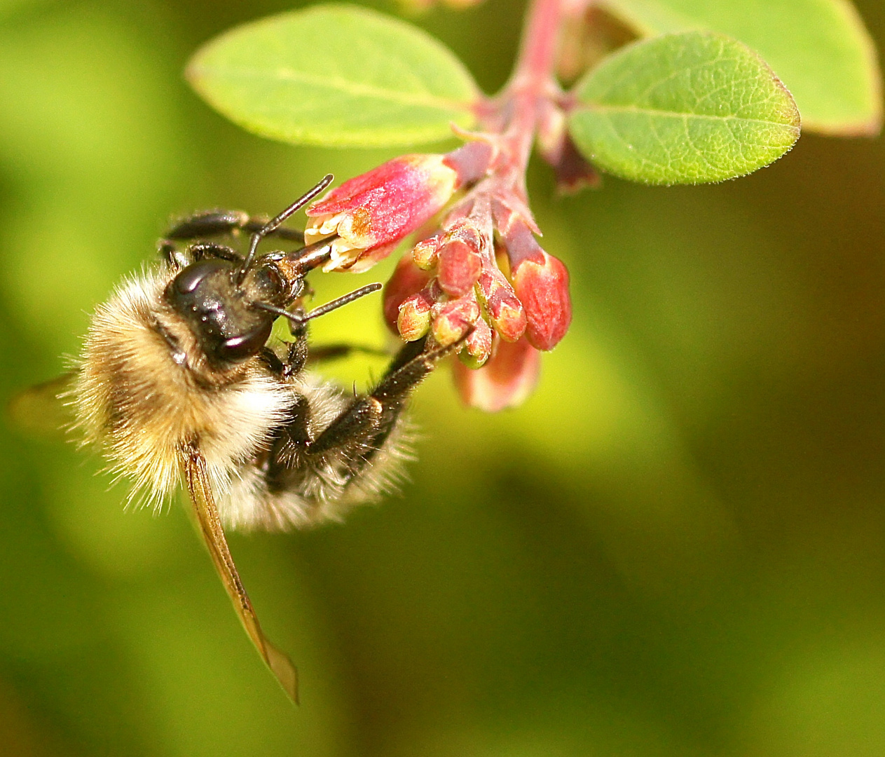 Working Bee