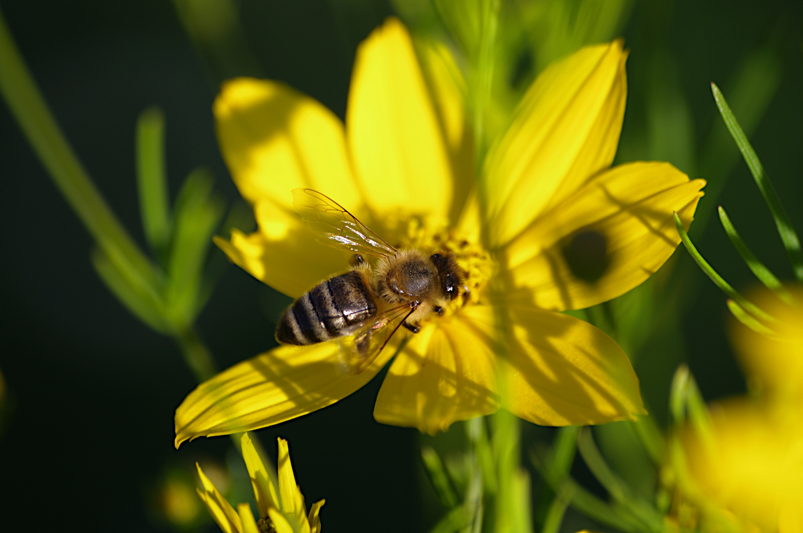 Working Bee