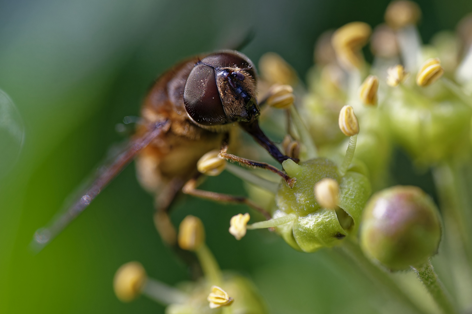 Working Bee