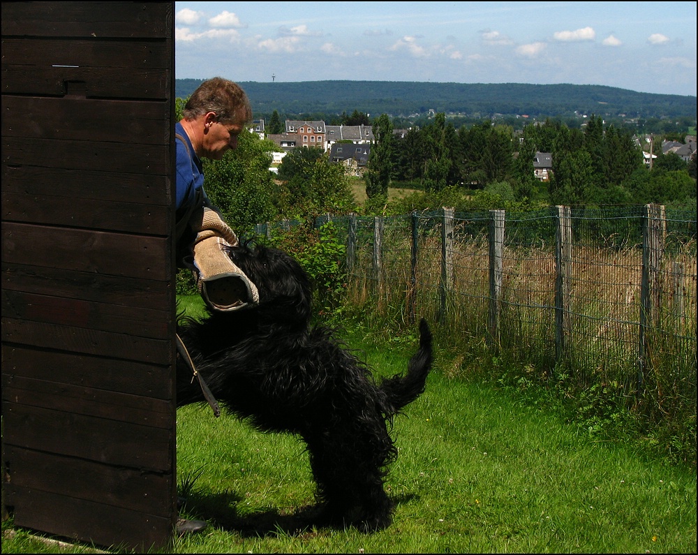 working briard