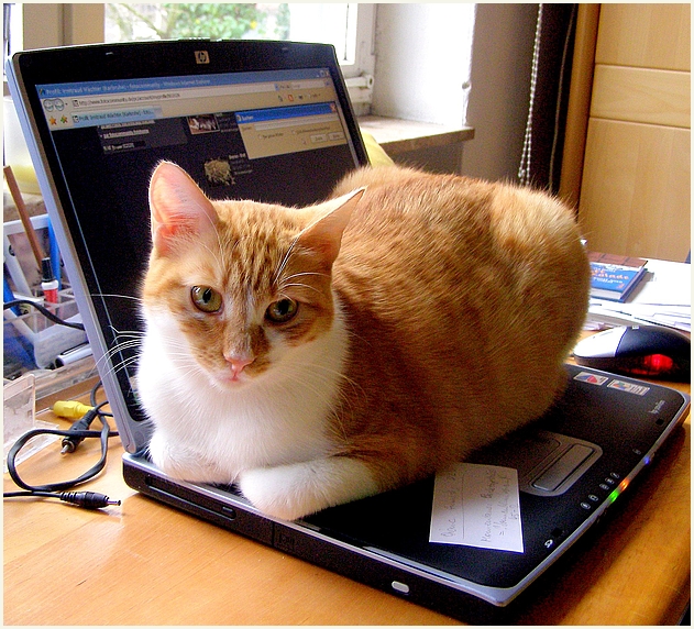 working cat