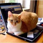 working cat