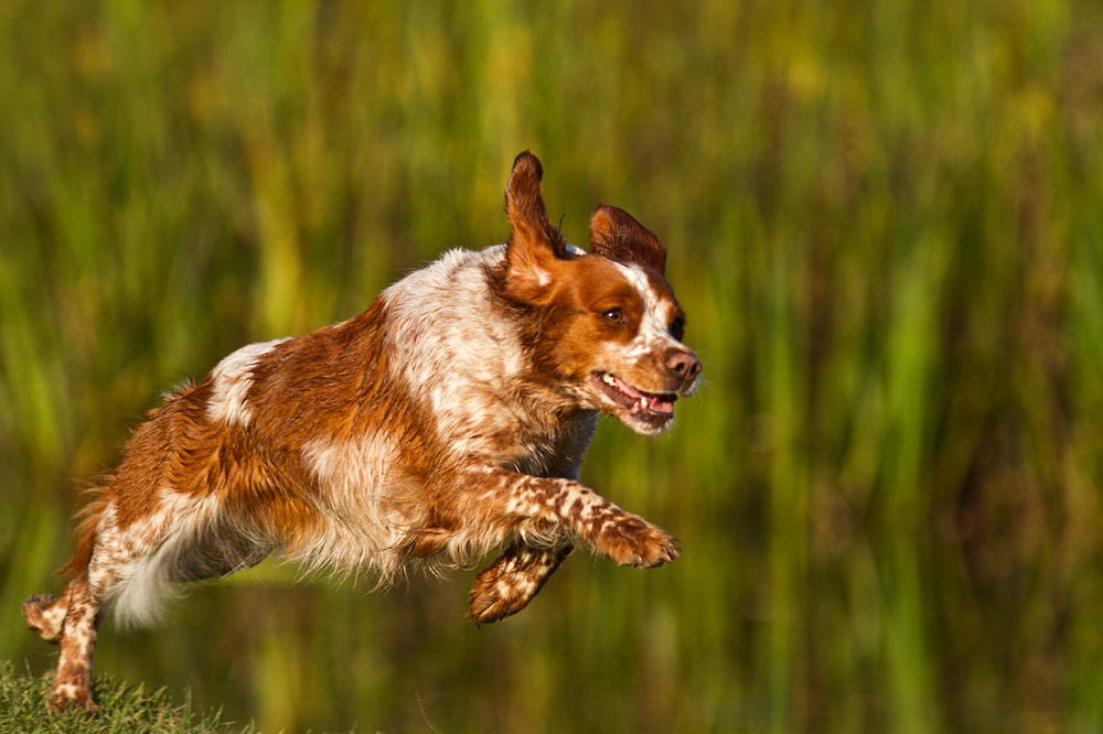 Working Dog