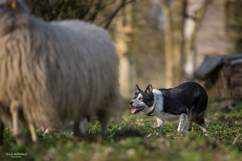 ...working dog...