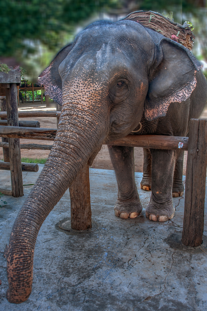 Working elephant in camp