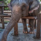 Working elephant in camp