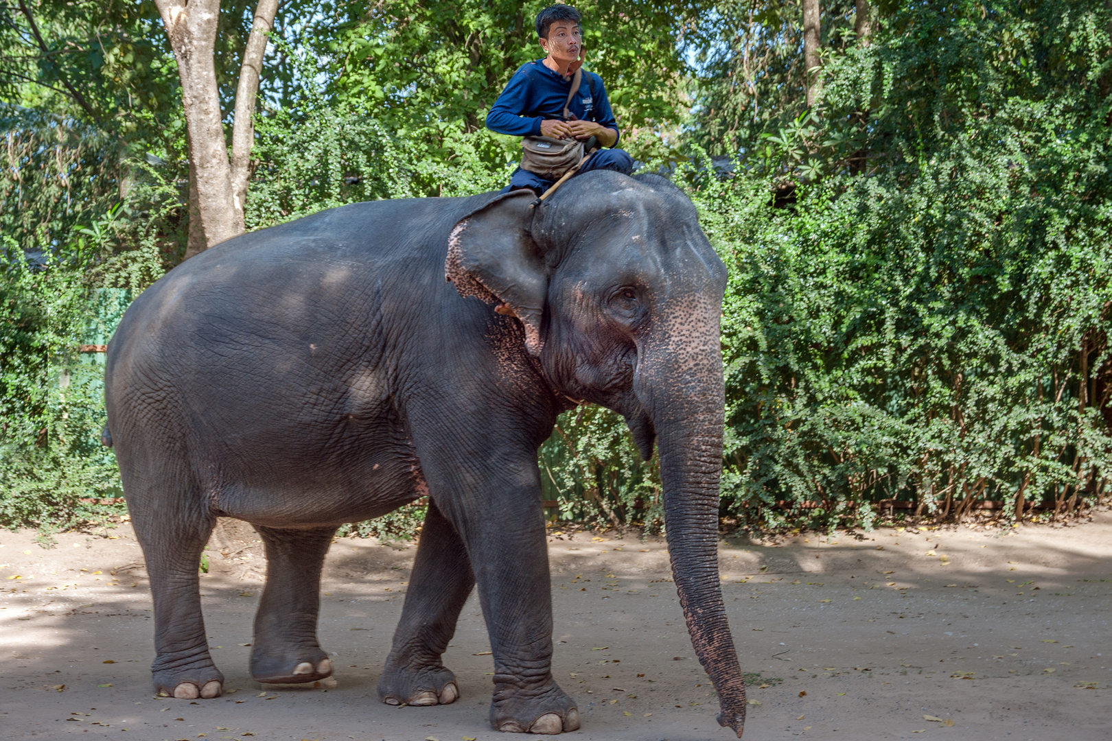 Working elephant Lug Gop