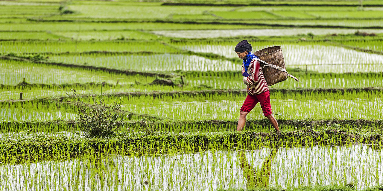 Working Freshly planted Rice Field Mau Chai 