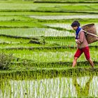 Working Freshly planted Rice Field Mau Chai 