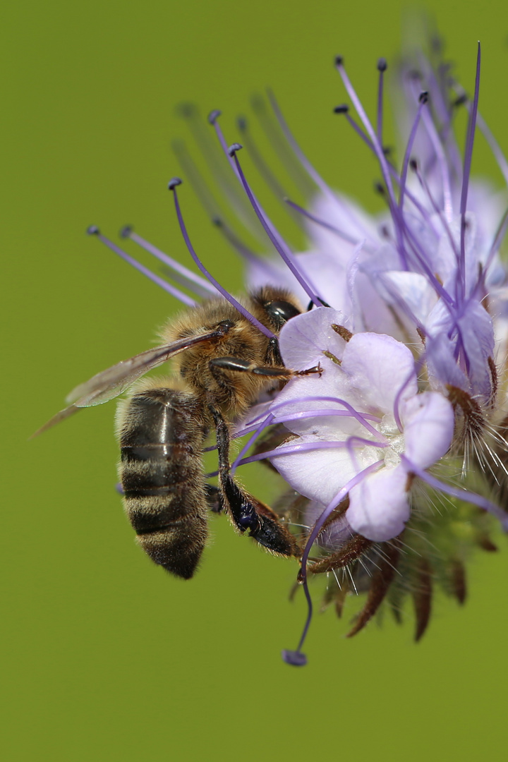 working in a field of flowers