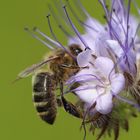 working in a field of flowers