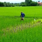 Working in the rice field