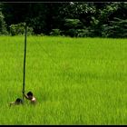 Working in the Rice Paddies II, Muang Ngoi, Laos