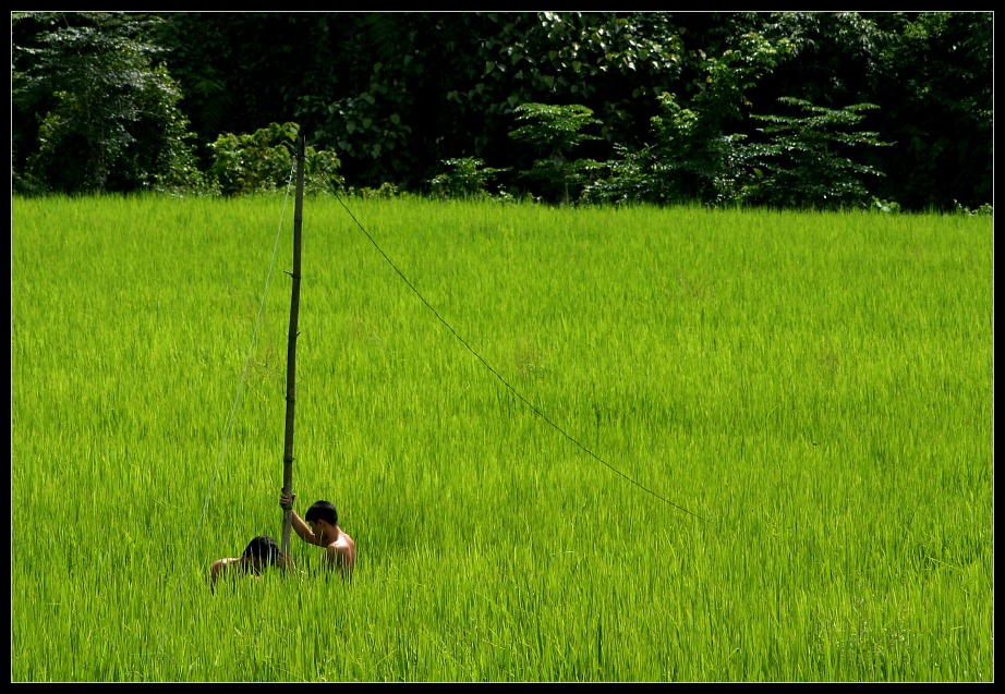 Working in the Rice Paddies II, Muang Ngoi, Laos