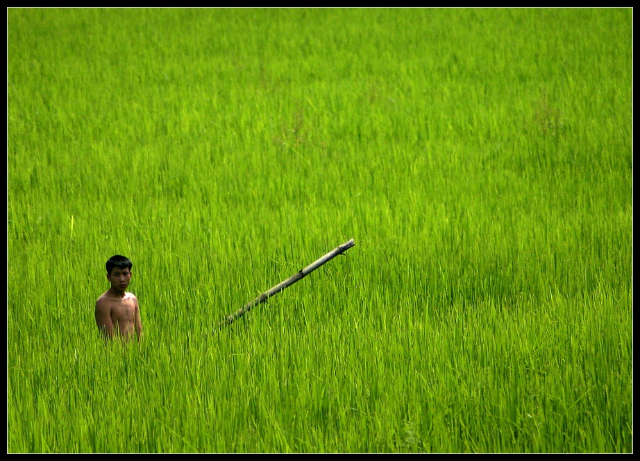 Working in the Rice Paddies, Muang Ngoi, Laos