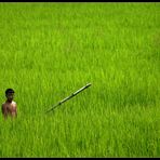 Working in the Rice Paddies, Muang Ngoi, Laos