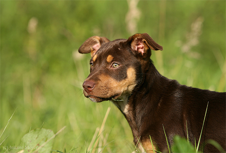 Working Kelpie