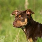 Working Kelpie