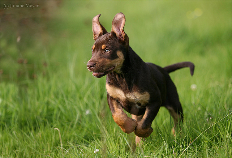 Working Kelpie