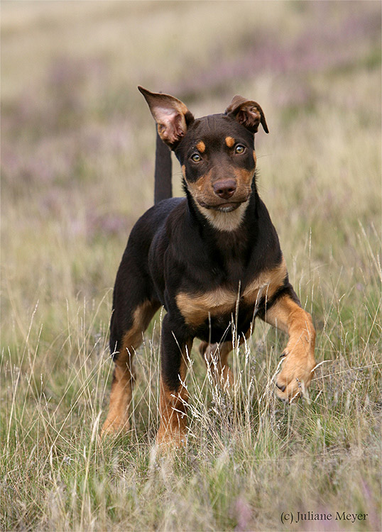 Working Kelpie