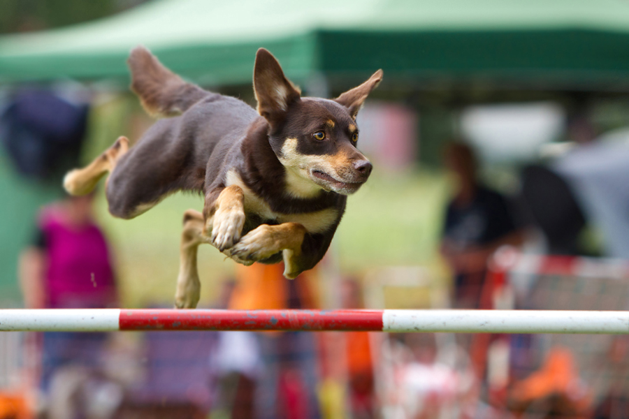 Working Kelpie