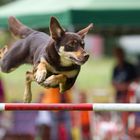 Working Kelpie