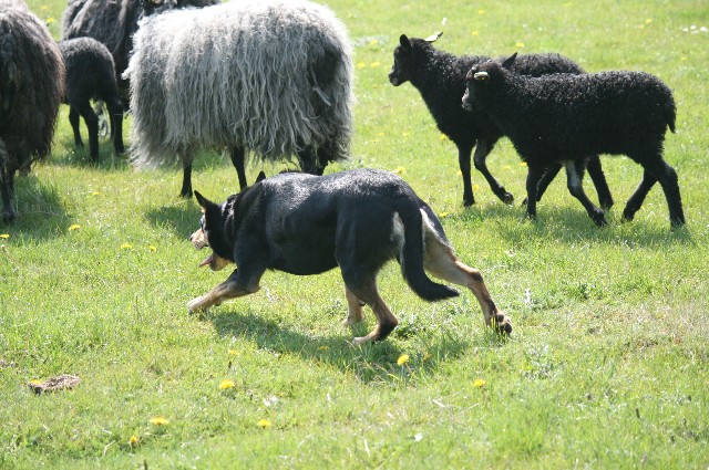 Working Kelpie