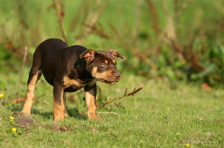 Working Kelpie