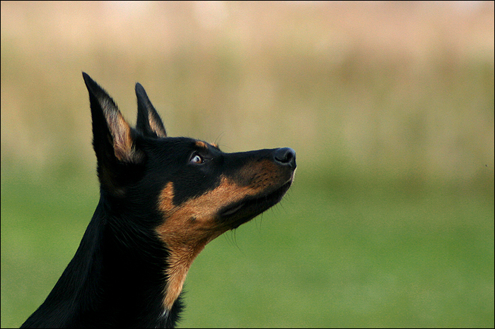 Working Kelpie Portrait