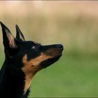 Working Kelpie Portrait