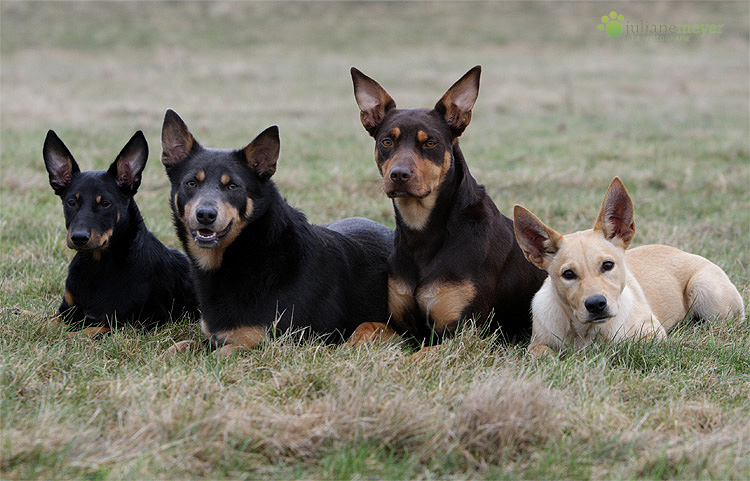 Working Kelpies