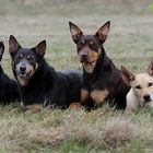 Working Kelpies