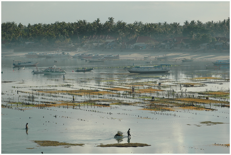 Working on a Seaweed Farm