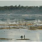 Working on a Seaweed Farm