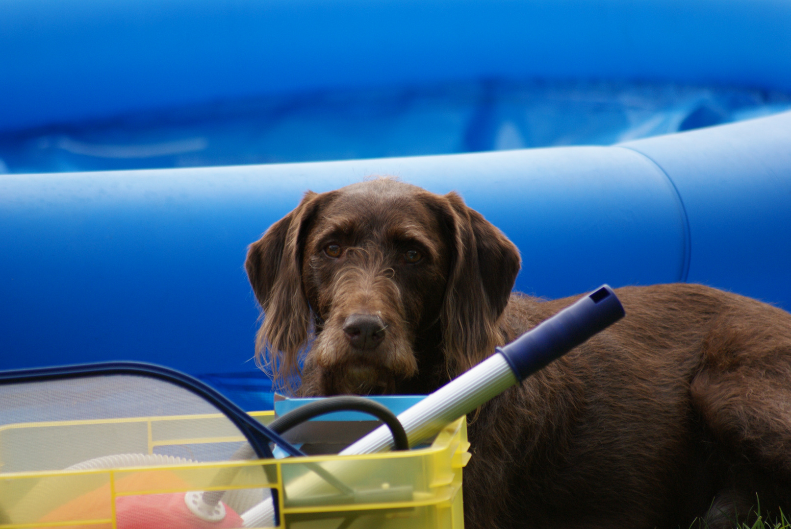 Working Pooldog