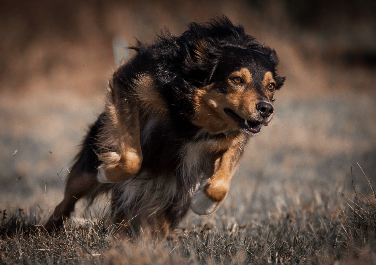 Working sheepdog