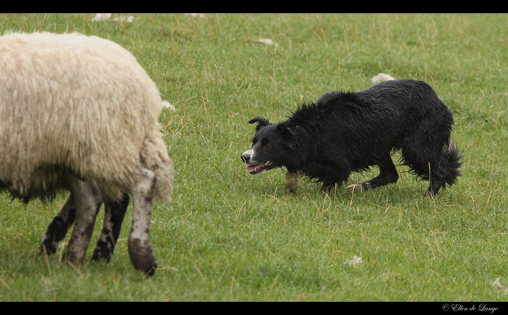 Working Sheepdogs