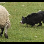 Working Sheepdogs