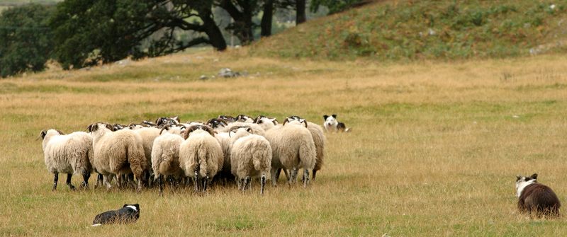 Working Sheepdogs I