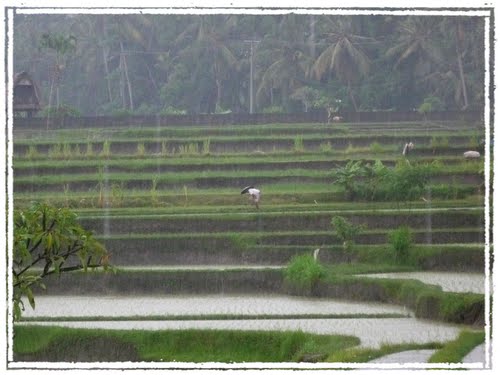 Working the Ricefield at Bankiang Sidem