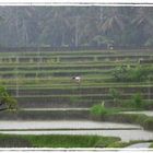 Working the Ricefield at Bankiang Sidem