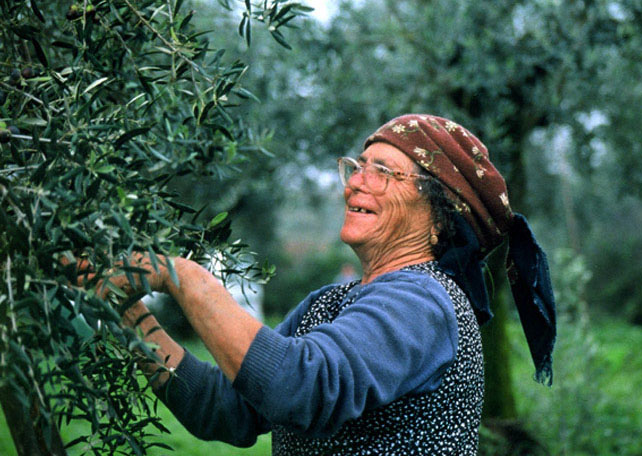 Working to pick the olive