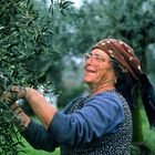 Working to pick the olive