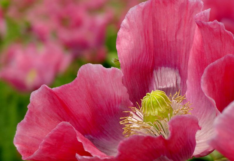 Workshop: Blumenfotografie 