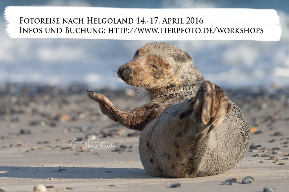 Workshop Helgoland