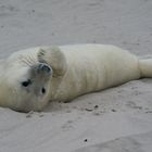 Workshop Helgoland Winter 01