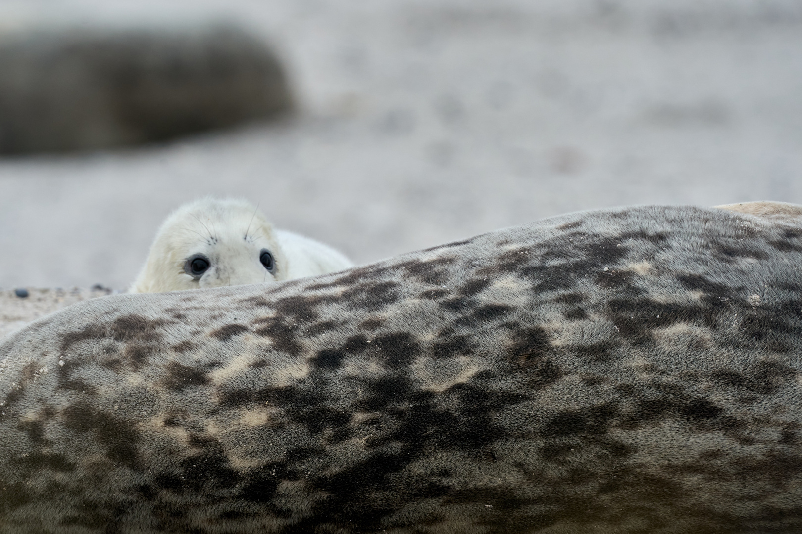 Workshop Helgoland Winter 02