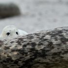 Workshop Helgoland Winter 02