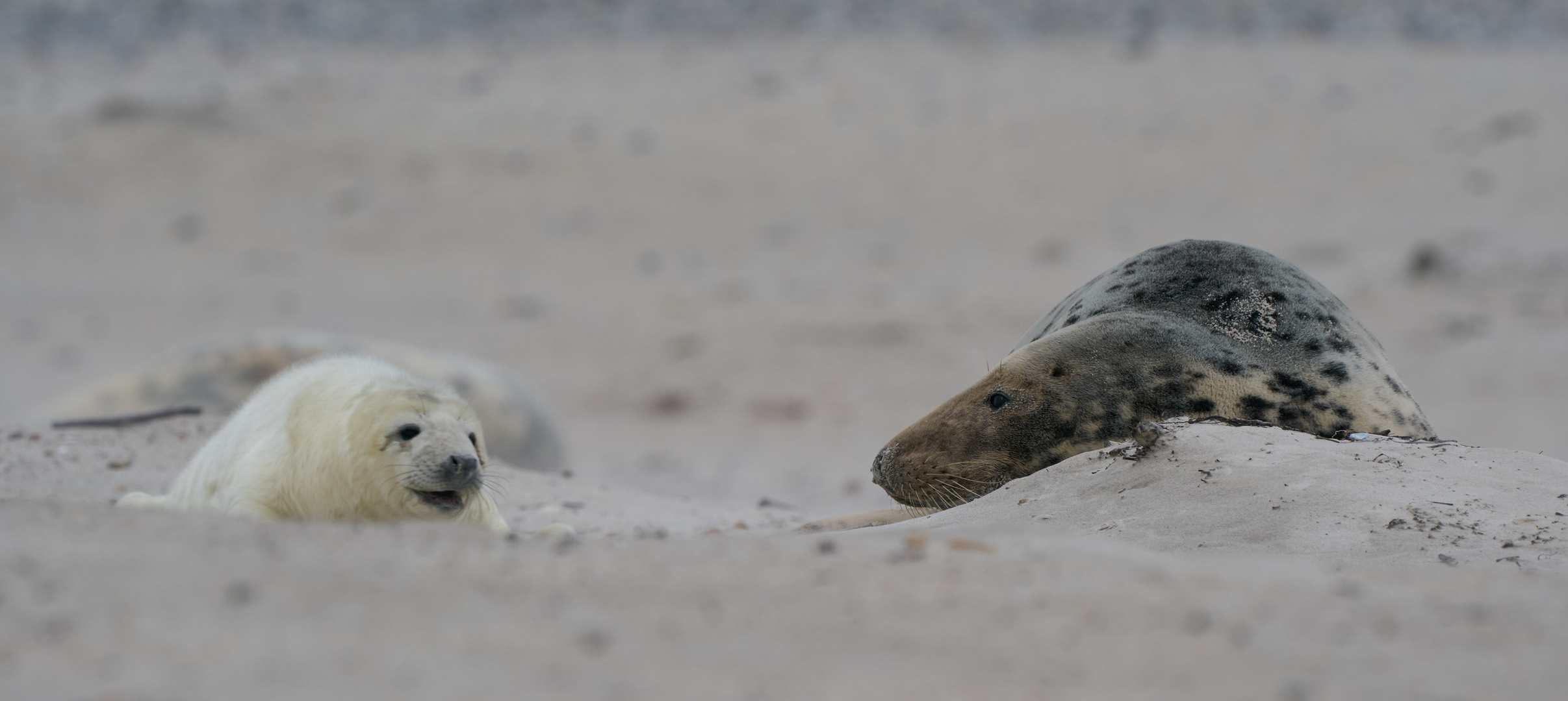 Workshop Helgoland Winter 03