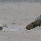 Workshop Helgoland Winter 03